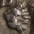 lion-head l. lion-head l.